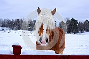 Chestnut horse with blaze and long forelocks