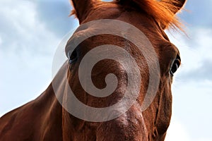 Chestnut horse, close up portrait. Horse over blue sky background, cropped shot.
