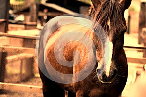 Chestnut horse closeup