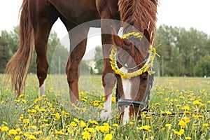 Chestnut horse eating dandelions at the pasture