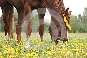 Chestnut horse eating dandelions at the pasture