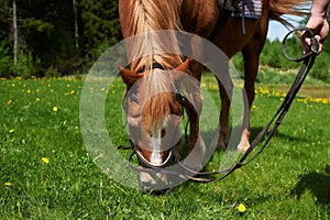 Chestnut horse eating grass