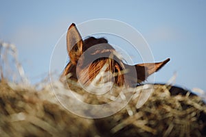 Chestnut horse eating hay from feeder