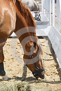 Chestnut horse eats hay in the corral. Close-up