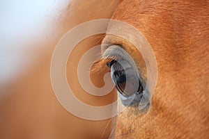 Chestnut horse eye