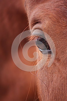 Chestnut horse eye close up