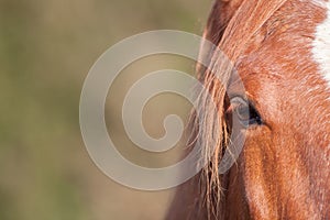 Chestnut horse eye in close-up. Equine poster image with copy sp