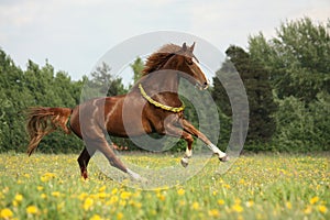 Chestnut horse with flower cilrclet galloping