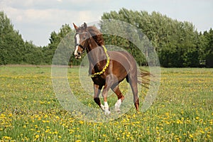 Chestnut horse galloping at dandelion field