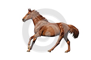 Chestnut horse galloping fast on white background