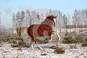 Chestnut horse galloping free in winter