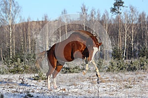Chestnut horse galloping free in winter