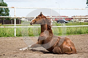 Chestnut horse getting up from the ground