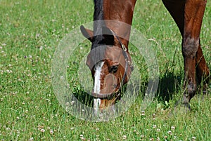 Chestnut Horse Grazing on Green Grass and Clover