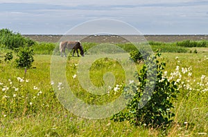 Chestnut horse grazing on windy field by the sea
