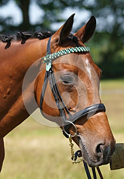 Chestnut Horse Head Shot