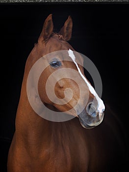 Chestnut horse headshot