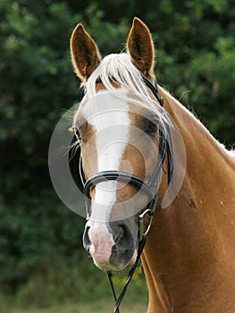 Chestnut Horse Headshot