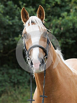 Chestnut Horse Headshot