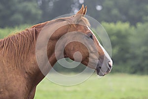 Chestnut Horse Headshot