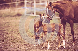 Chestnut Horse with Her Twin Foals