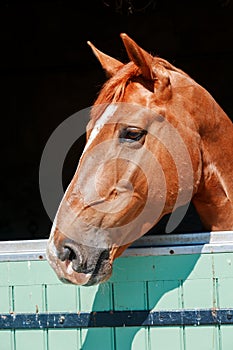 Chestnut Horse with a large head markings in head, out in his st