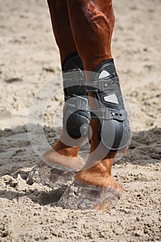 Chestnut horse legs close up with splint boots