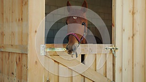 A Chestnut Horse Looking Out From The Window of the stall Horse Stable With Stall