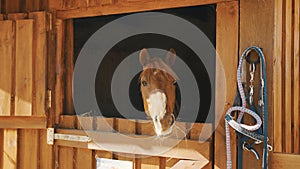 A Chestnut Horse Looking Out From The Window Of The Stall View From Horse Stable