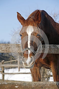 Chestnut horse looking over corral fence