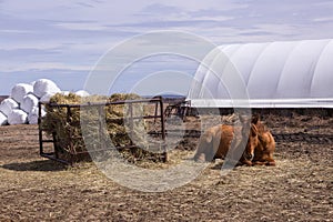 Chestnut horse lying down in field with feeder and farming equipment in the background