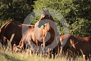 Chestnut horse on a meadow at sunrise