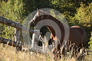 Chestnut horse on a meadow at sunrise