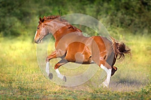 Chestnut horse in motion