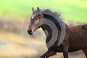 Chestnut Horse in motion