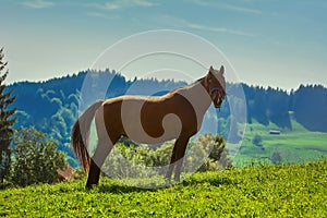 Chestnut Horse on Pasture