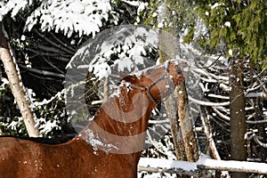 Chestnut horse in pasture eating snow covered branches