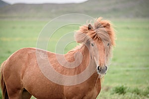 Kastanie ein Pferd weide island 