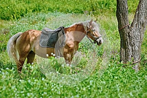 Chestnut Horse on Pasture