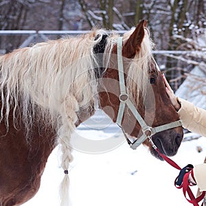 chestnut horse with plaited mane closeup photo on winter snowy background