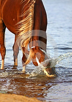 Chestnut horse playing with water