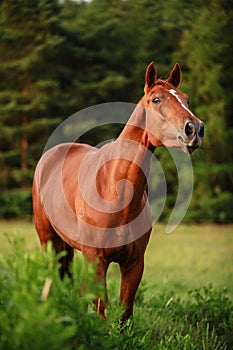 Chestnut horse portrait