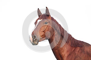 Chestnut horse portrait on white background
