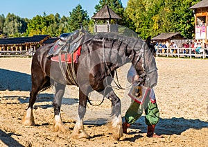 Chestnut horse before racing.