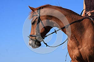 Chestnut horse and rider