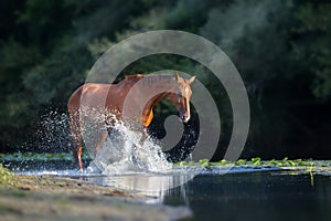 Chestnut horse in river
