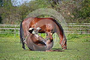 Chestnut horse rolling on the grass in summer