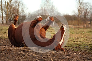 Chestnut horse rolling on the ground