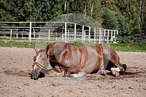 Chestnut horse rolling in the sand