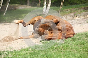 Chestnut horse rolling in the sand in hot summer